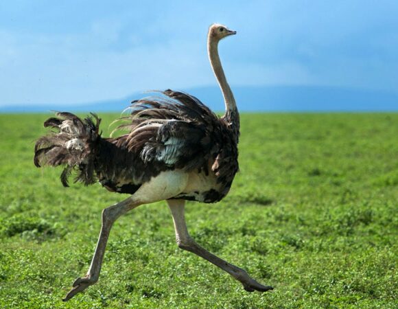 8-Day Romantic Honeymoon Safari: Love Across Tanzania