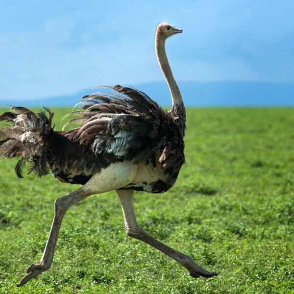 8-Day Romantic Honeymoon Safari: Love Across Tanzania