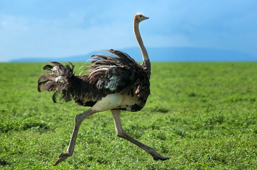 8-Day Romantic Honeymoon Safari: "Love Across Tanzania