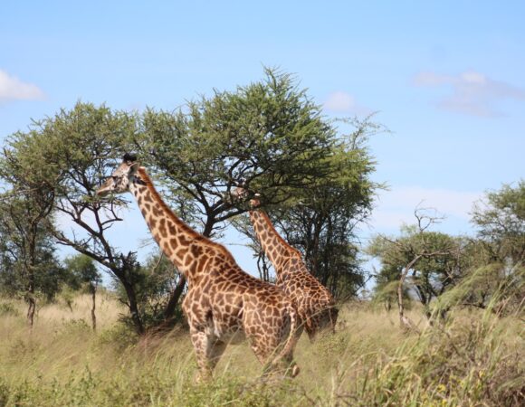 Canvas & Craters: 6 Days Tanzania camping safari