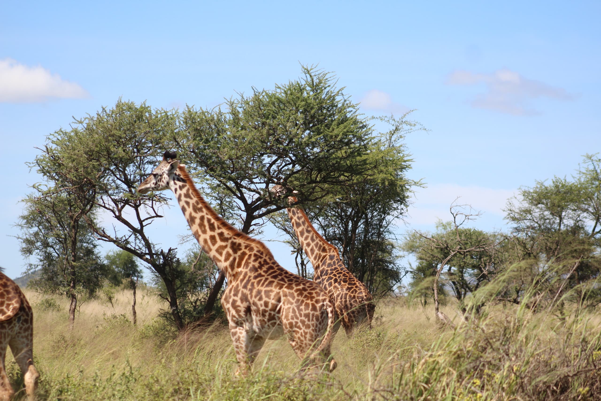 Canvas & Craters: 6 Days Tanzania camping safari