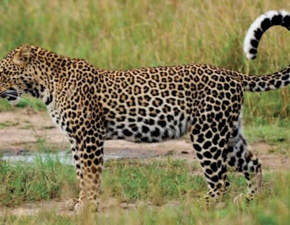 7 Days Tanzania Big Five Safari