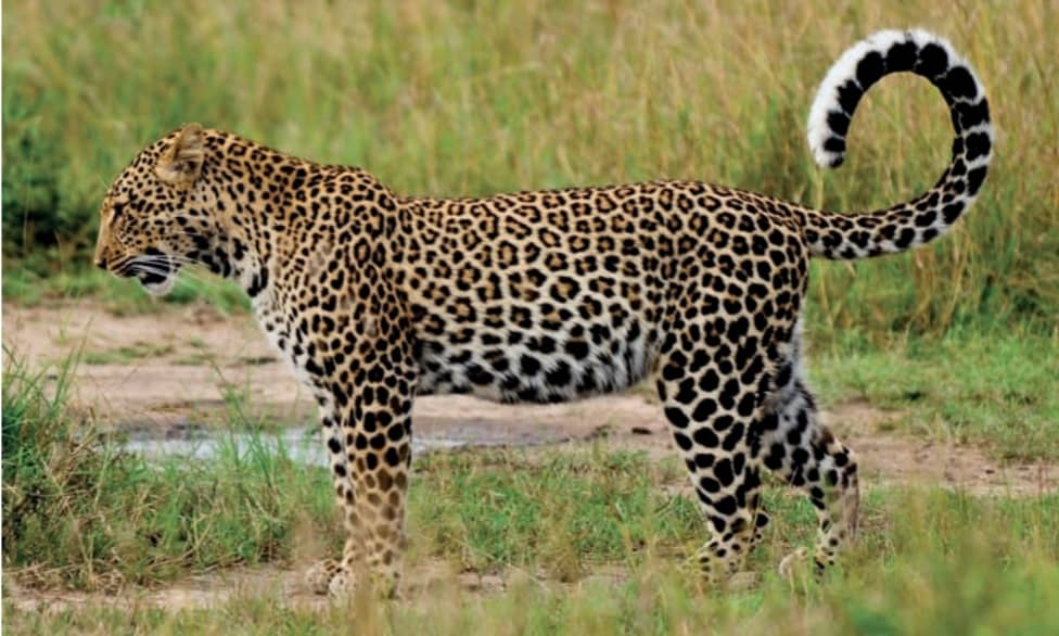 7 Days Tanzania Big Five Safari