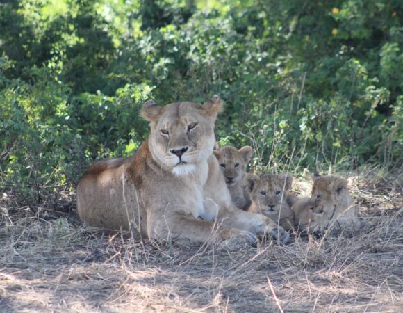 7-day Tanzania Luxury Safari – Royal Trails of The Wild