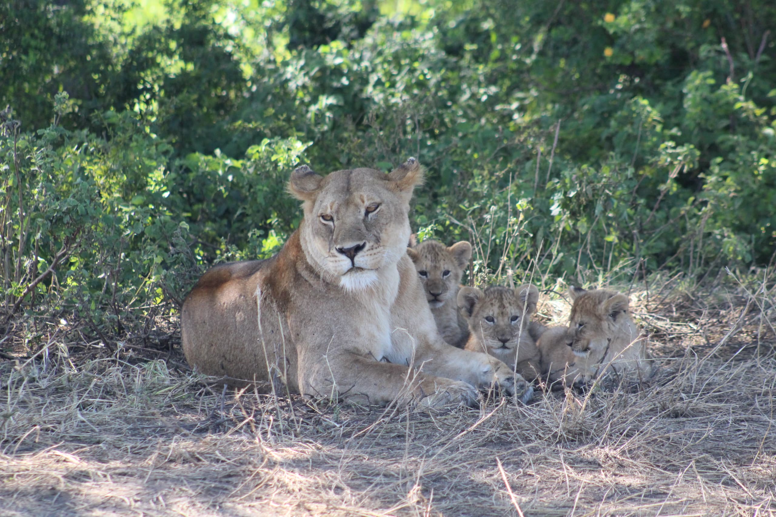 7-day Tanzania Luxury Safari - Royal Trails of The Wild