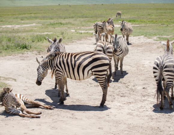 6-Day Wildlife & Cultural Safari – A Journey into Nature & Traditions