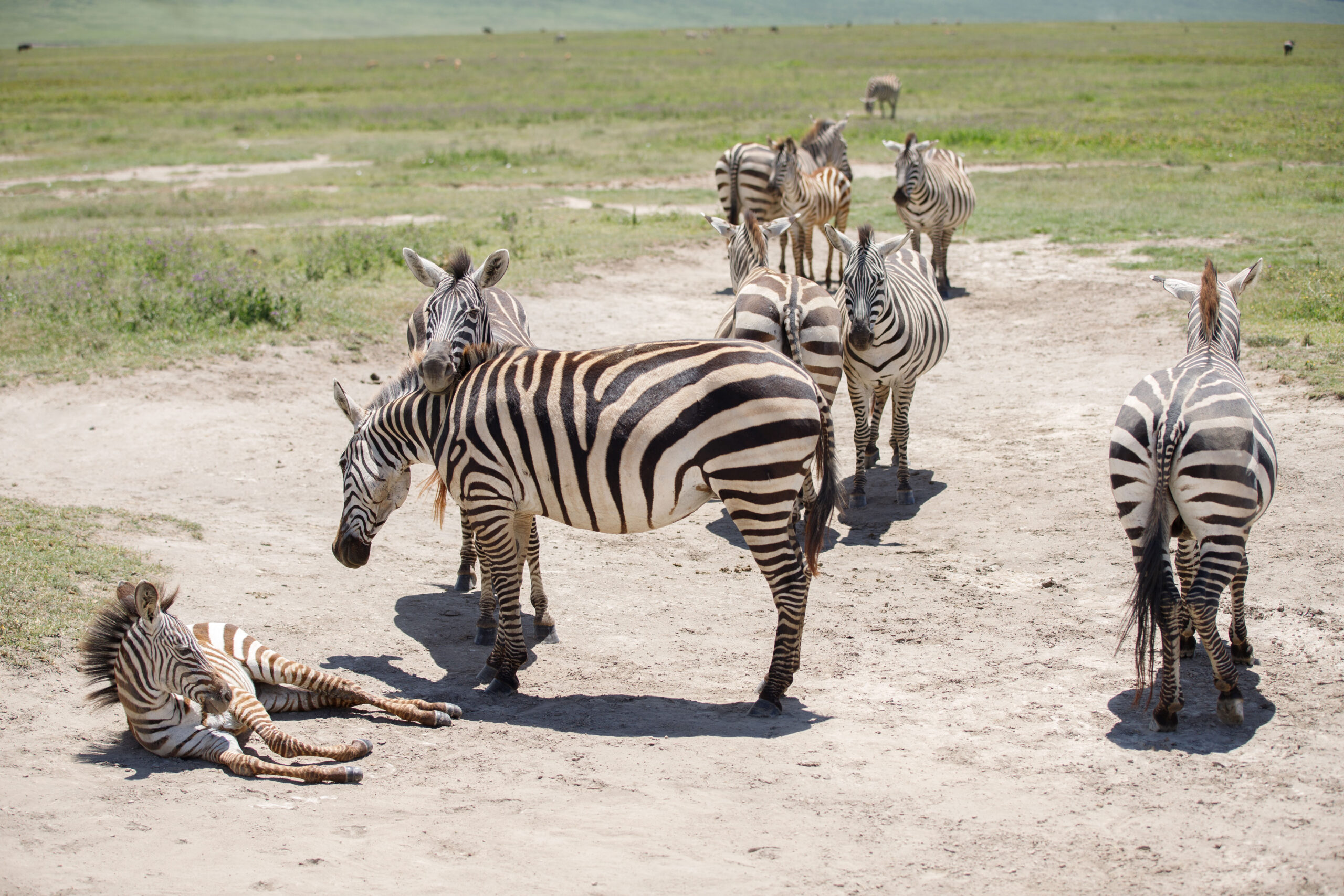 6-Day Wildlife & Cultural Safari – A Journey into Nature & Traditions
