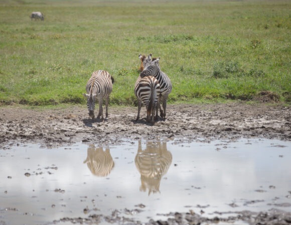 From Savannah To Spice – 11-Day Tanzania Safari and Zanzibar Beach Holiday