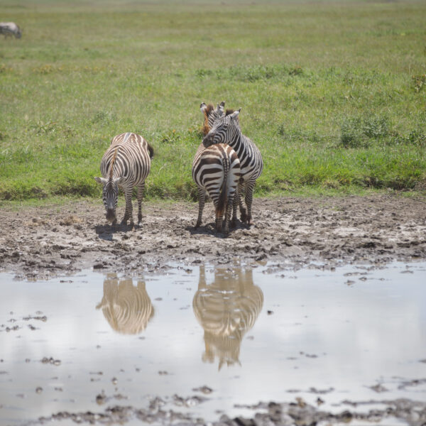 From Savannah To Spice – 11-Day Tanzania Safari and Zanzibar Beach Holiday