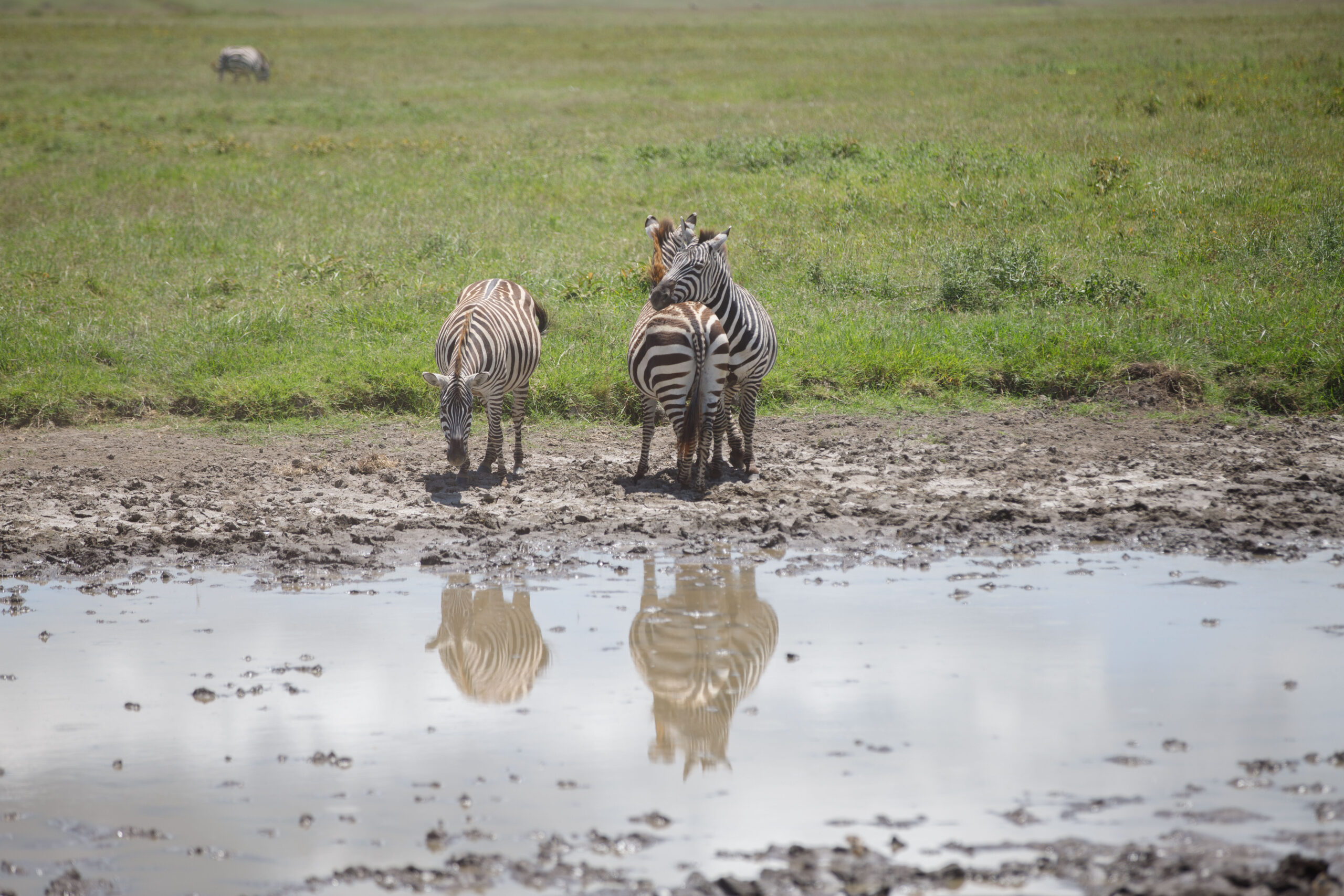 From Savannah To Spice – 11-Day Tanzania Safari and Zanzibar Beach Holiday