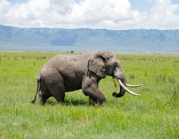 3-Day Serengeti & Ngorongoro Adventure Safari