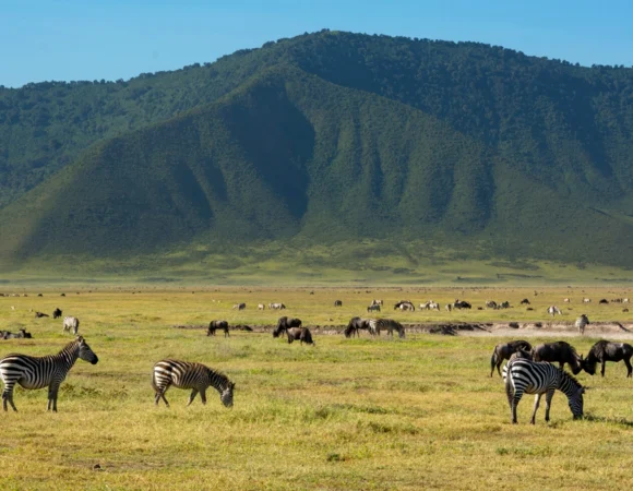 A One-Day Safari into The World’s Largest Caldera: Ngorongoro Crater