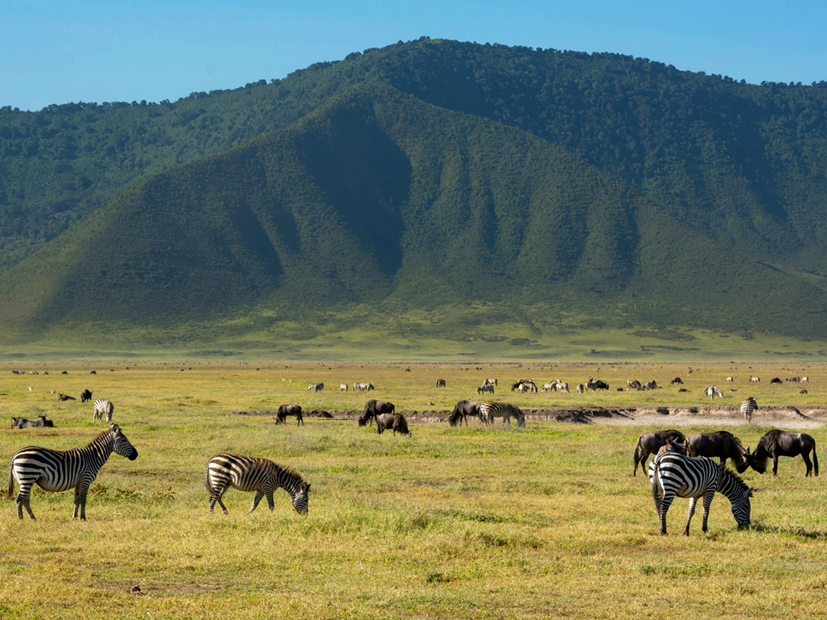 A One-Day Safari into the World's Largest Caldera: Ngorongoro crater