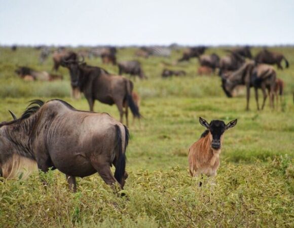 Echoes of Hoof-beats: Affordable 5-days Serengeti Migration Safari
