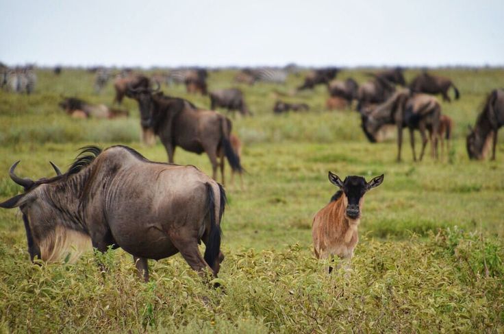 Echoes of Hoof-beats: Affordable 5-days Serengeti Migration Safari