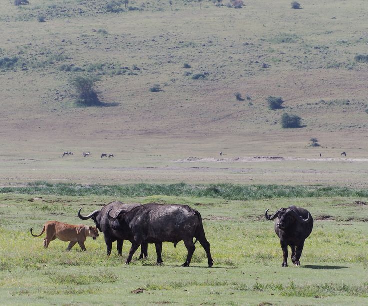 4-Day Tarangire, Serengeti & Ngorongoro Safari