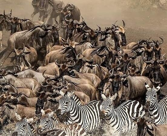 5-Day Great Migration Safari – From Elephants to the Mara River Crossing