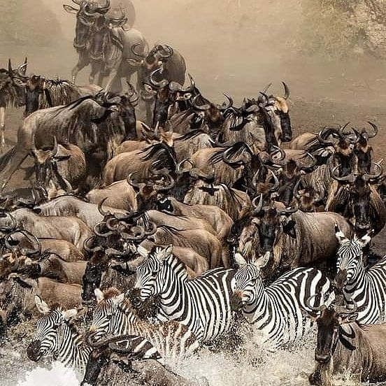 5-Day Great Migration Safari – From Elephants to the Mara River Crossing
