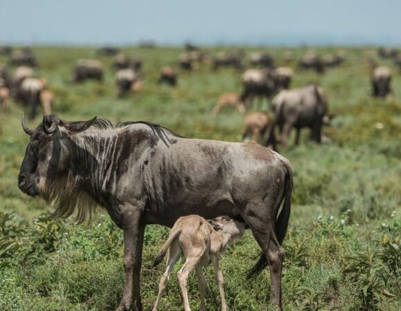6 Days of Wildebeest Birth & Predator Action – Ndutu Calving Season Safari