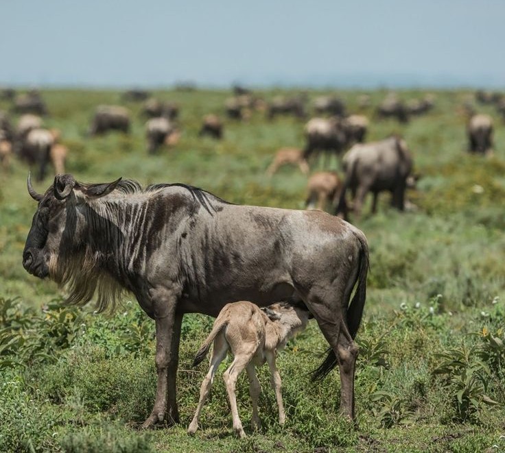 Ndutu Calving Season Safari – 6 Days of Wildebeest Birth & Predator Action
