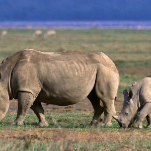 7 Days Tanzania Luxury Safari