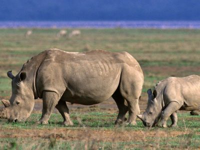 7 Days Tanzania Luxury Safari